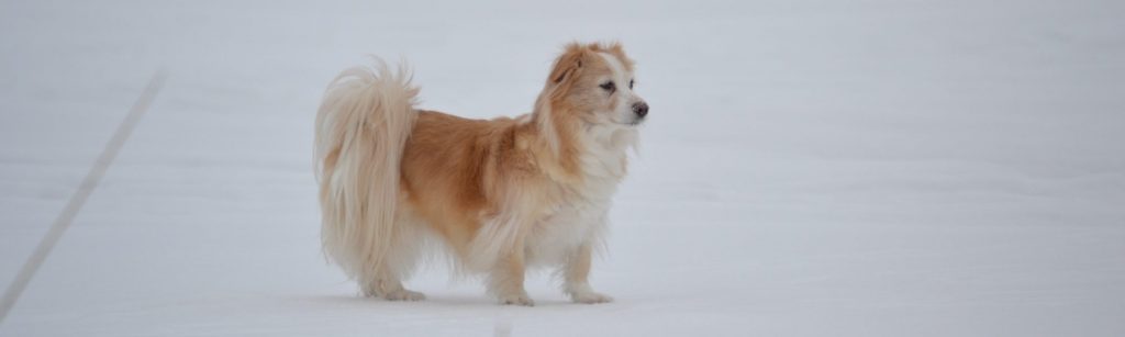 Ostoskori