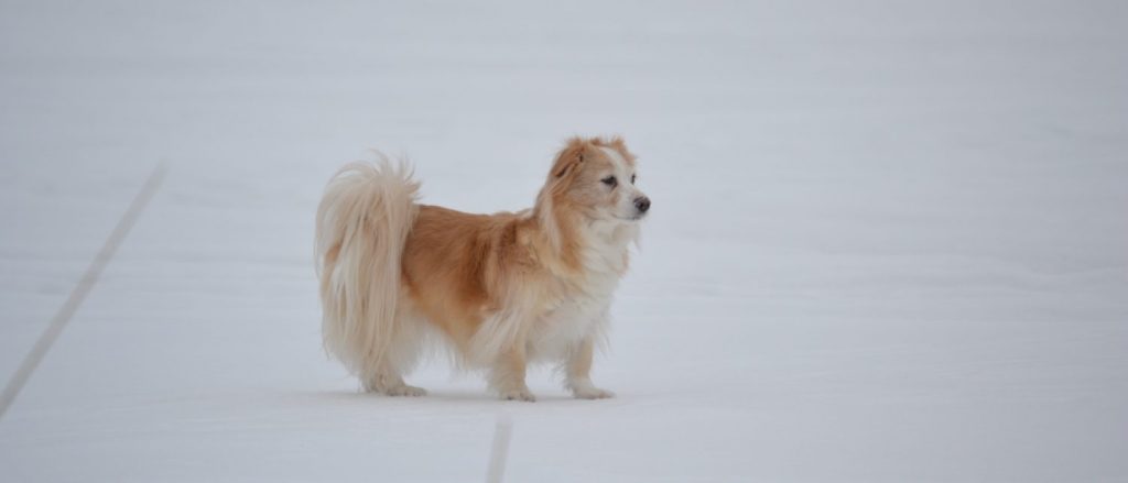 Ostoskori