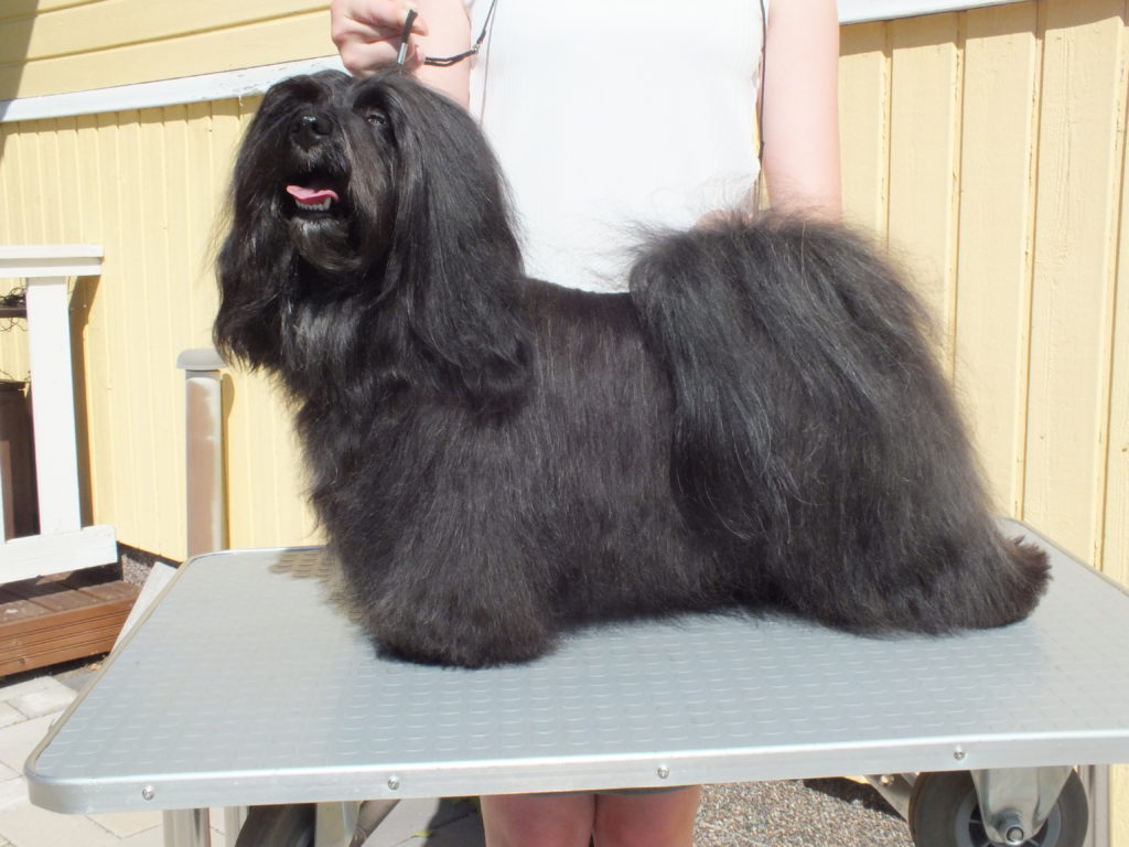 Ostoskori