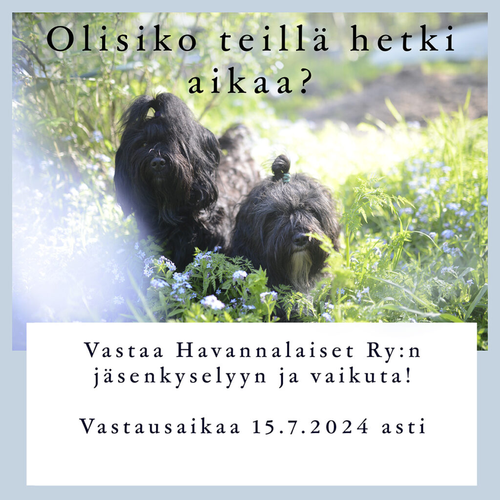 Ostoskori
