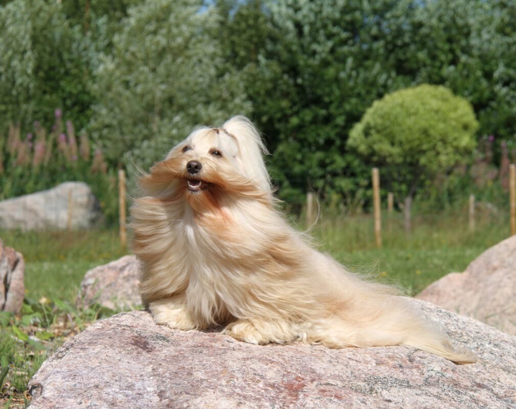 Ostoskori